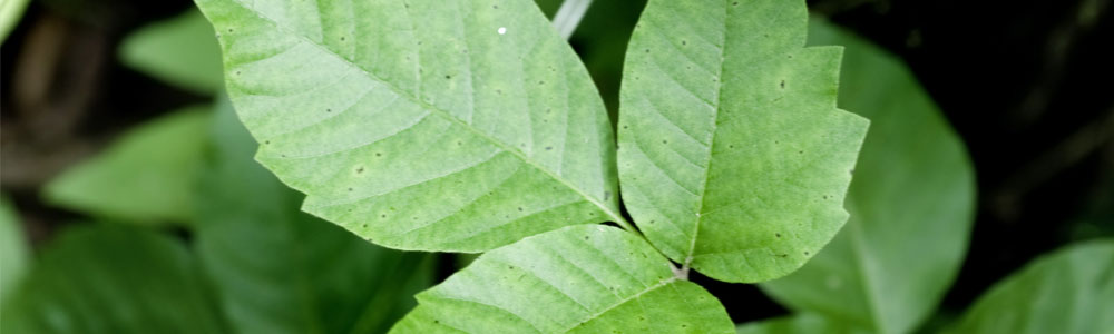 Read more about the article Poison Ivy, Oak and Sumac