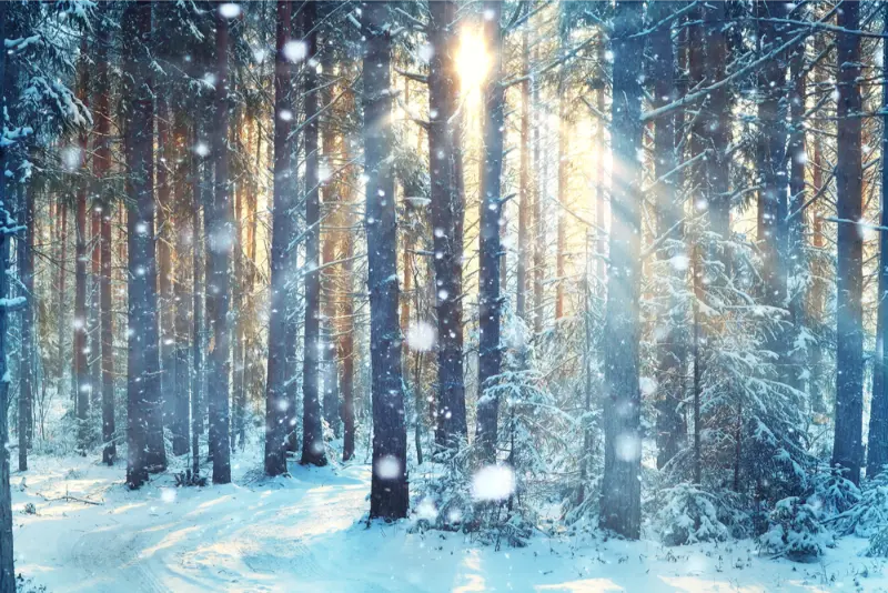 Sunshine in the Shadows: Managing Vitamin D in the Winter