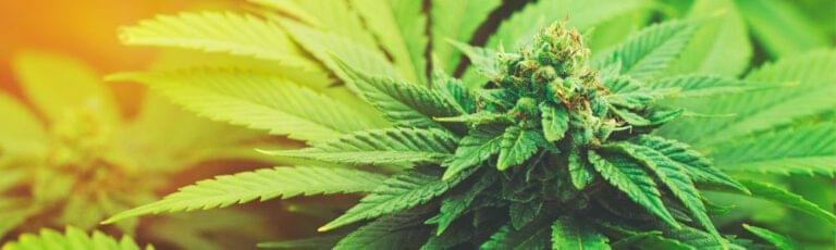 Read more about the article Marijuana