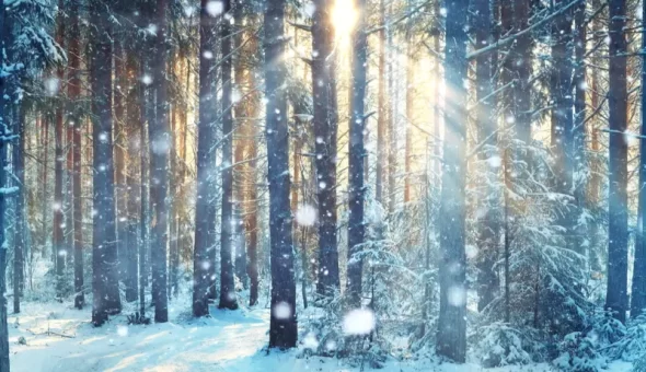 Sunshine in the Shadows: Managing Vitamin D in the Winter